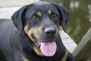 A Happy Watchdog